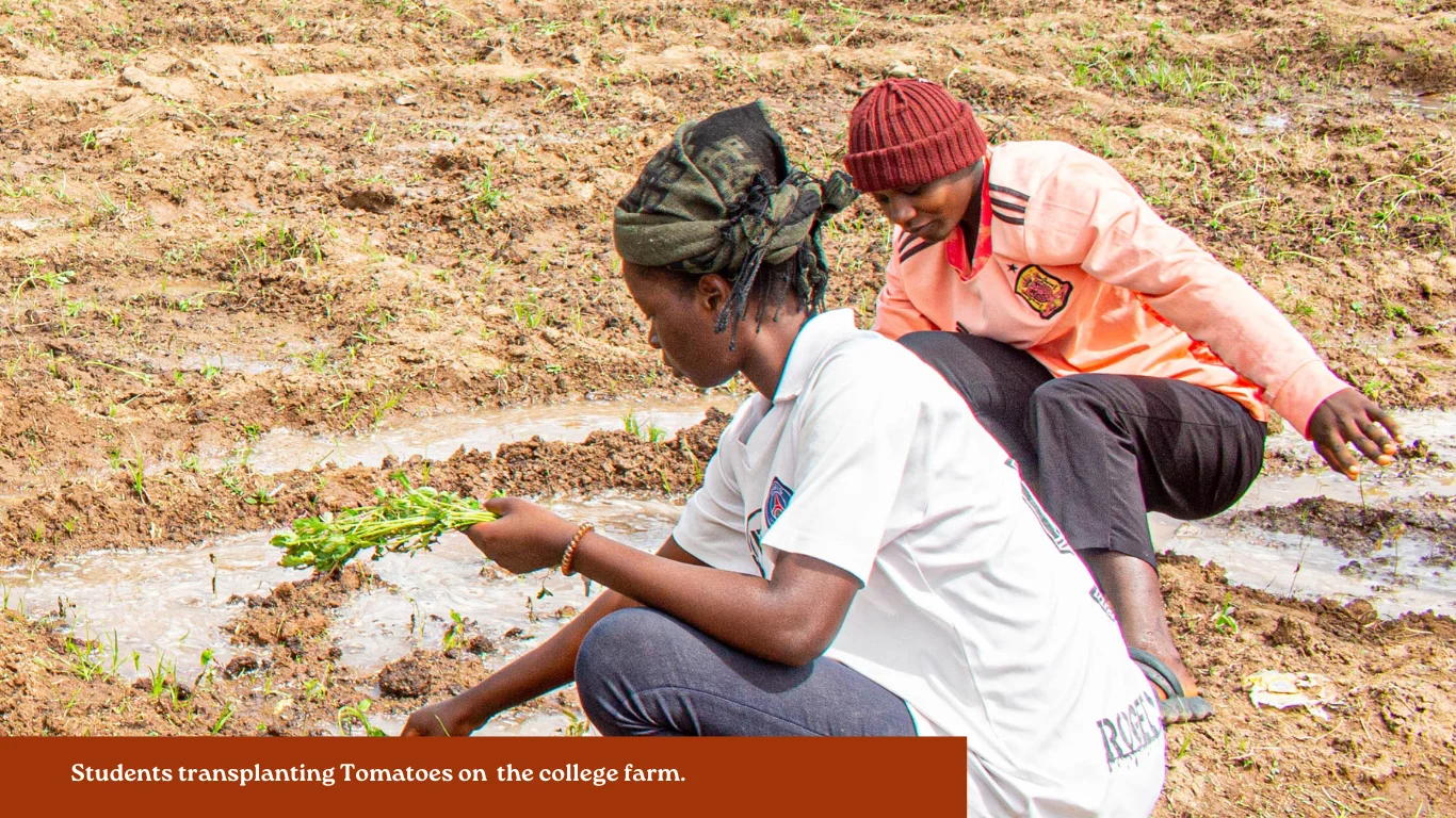 Female students transplanting tomatoes